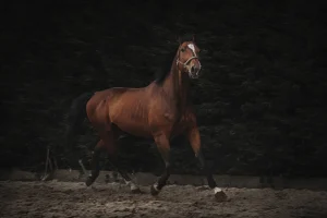 TX-Stables-Caballo